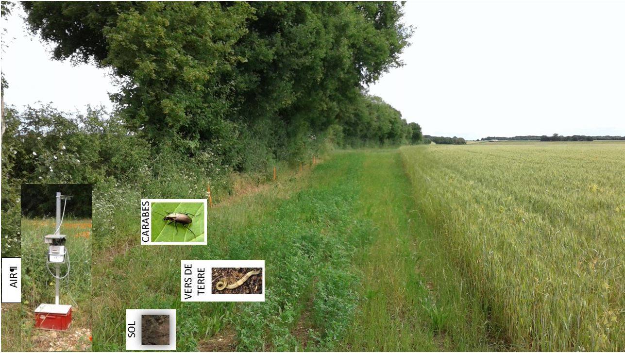 Monitoring of pesticide concentrations in different environmental matrices (soil, air, biota) on in situ samples (plot scale, agricultural landscape - treated and untreated areas)