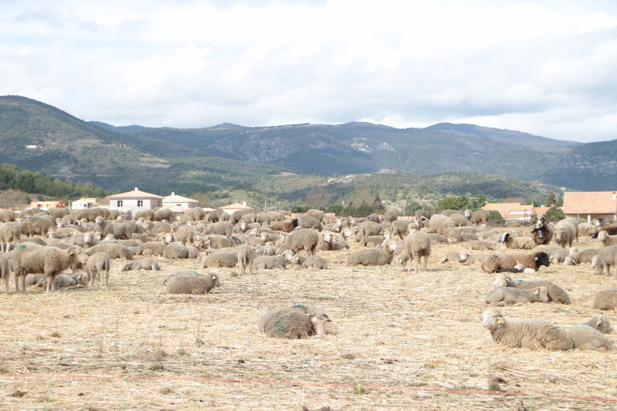 Sheep in a peri-urban area in the foothills of the Minervois, Aude